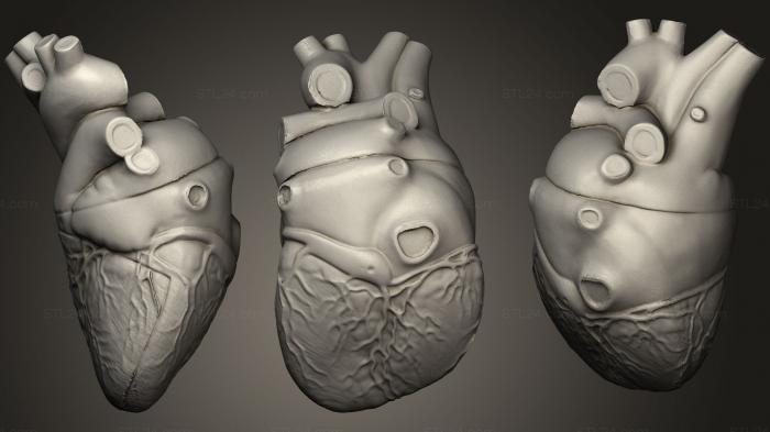 Anatomy of skeletons and skulls (Heart, ANTM_0651) 3D models for cnc